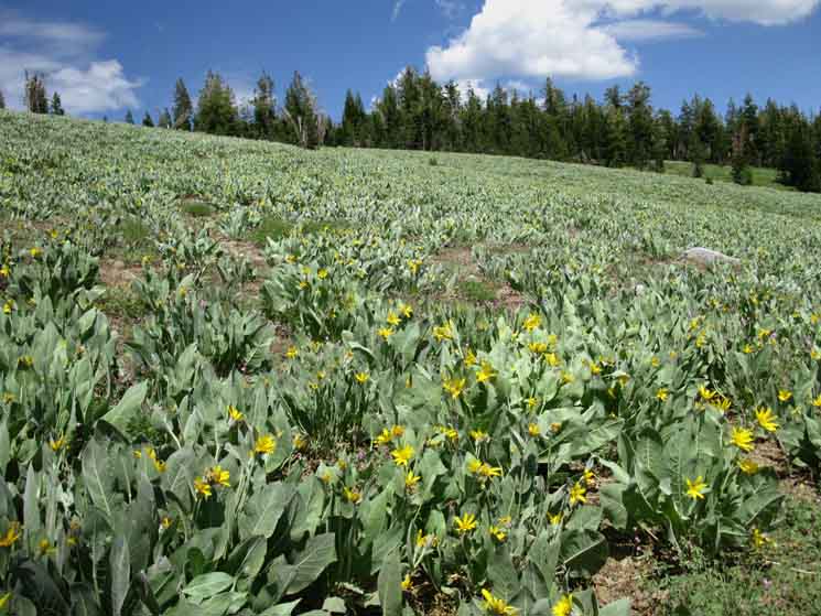 A massive field of Mule Ears (paper plant!) decorates the SW side of the ridgeline at the top of Mount Reba